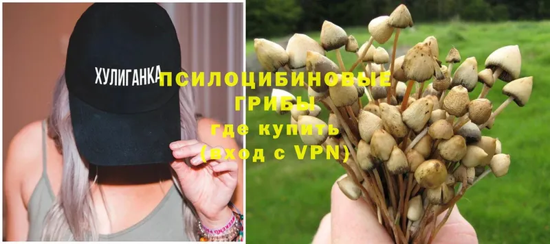 Псилоцибиновые грибы Psilocybe  гидра   Новоалтайск  что такое  